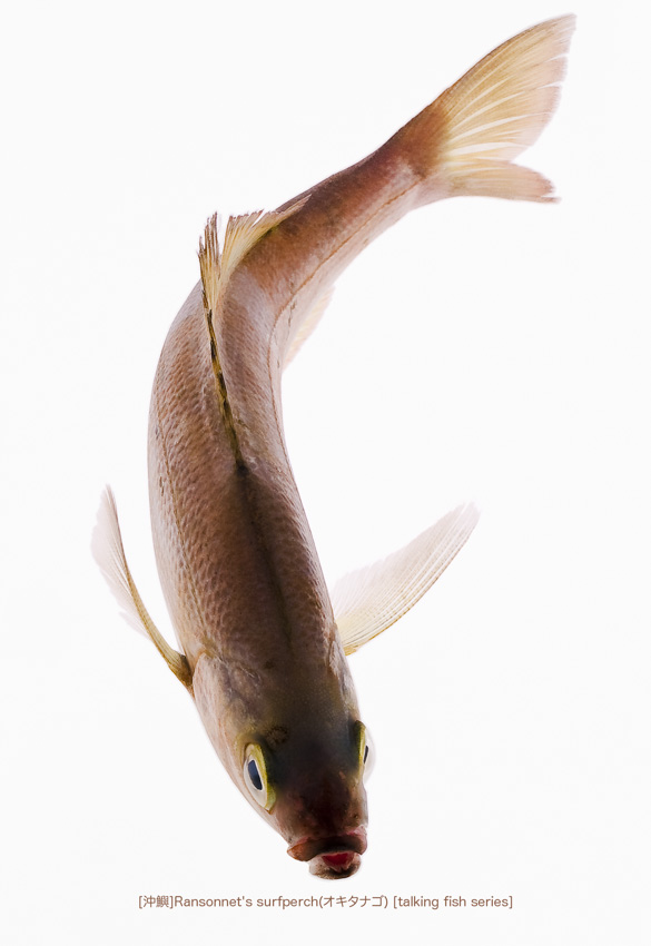 okitanago_566_P.jpg