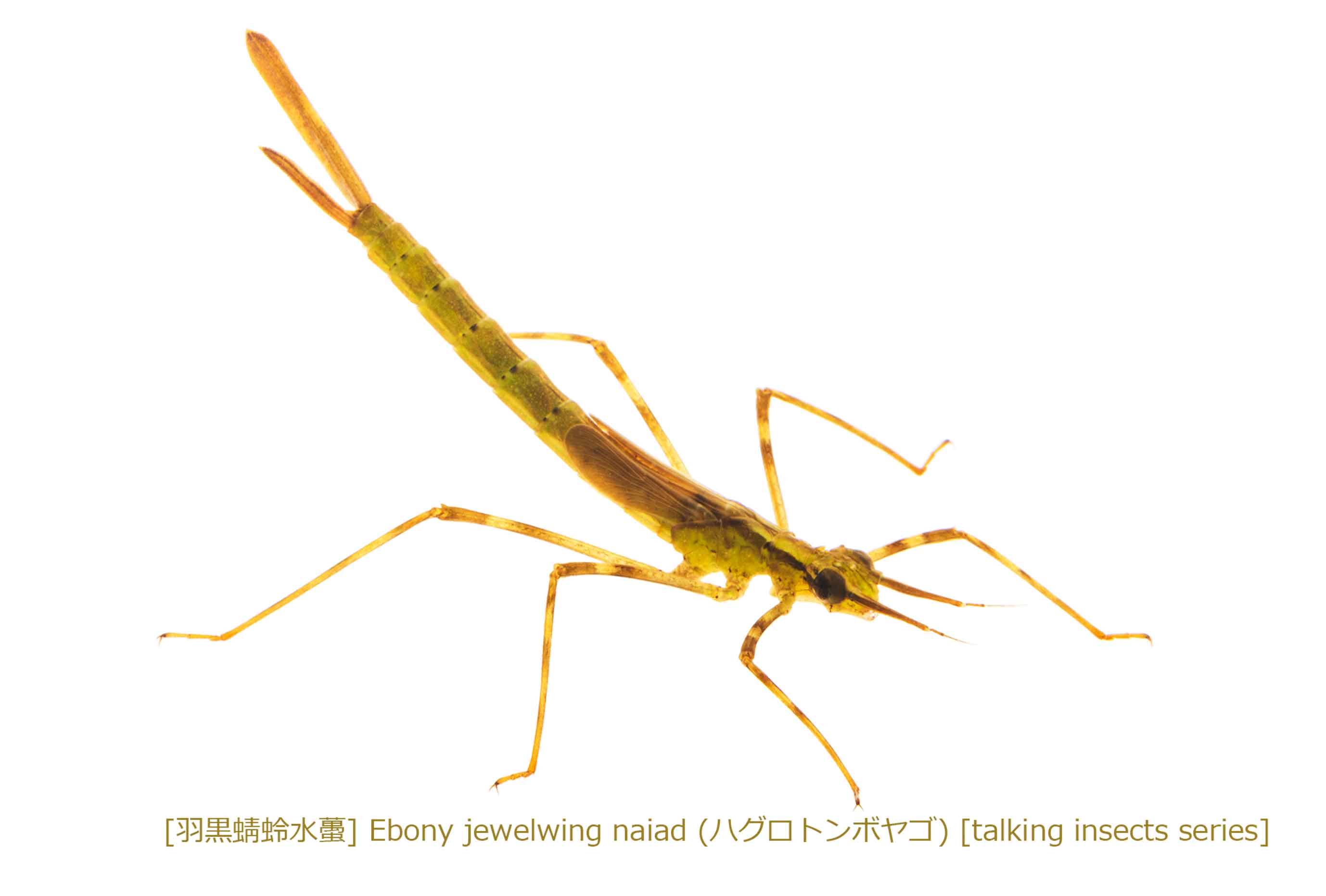 ハグロトンボヤゴ29 P