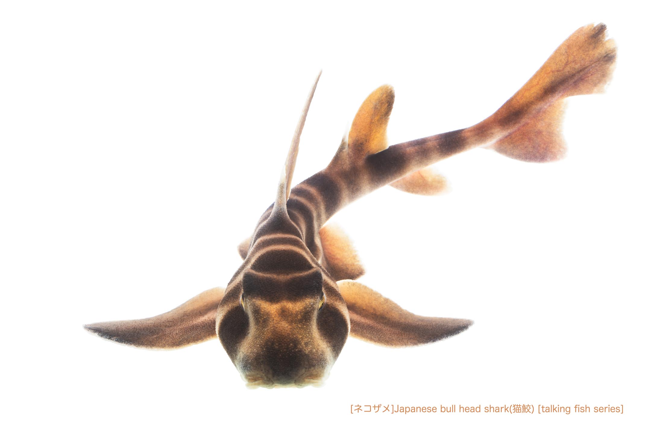 ネコザメ29 P