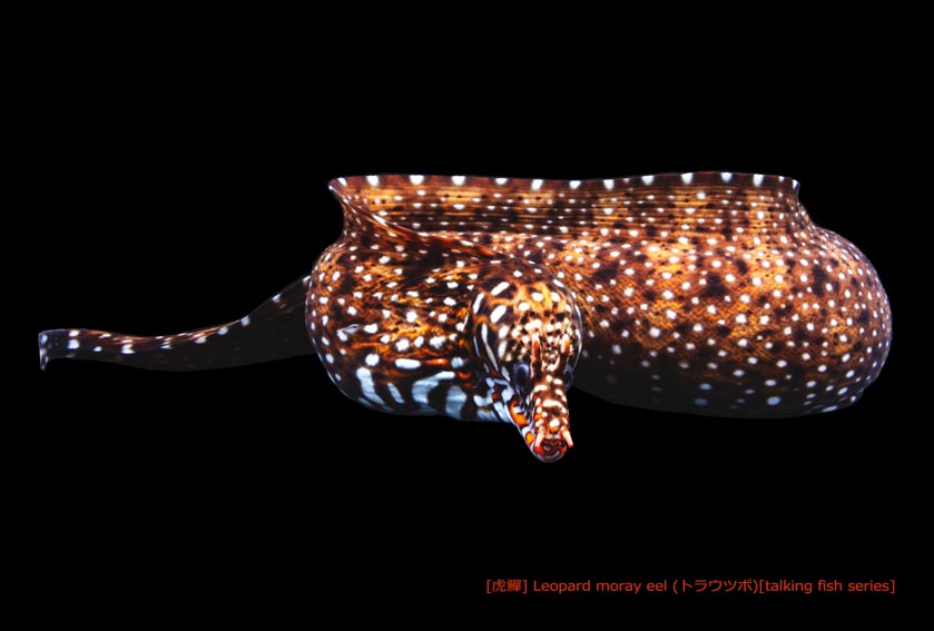 トラウツボ45 P