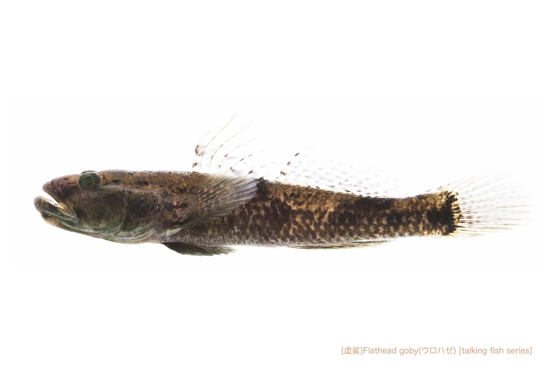 urohazeB52 P