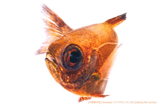 ツマグロハタンポa28 P
