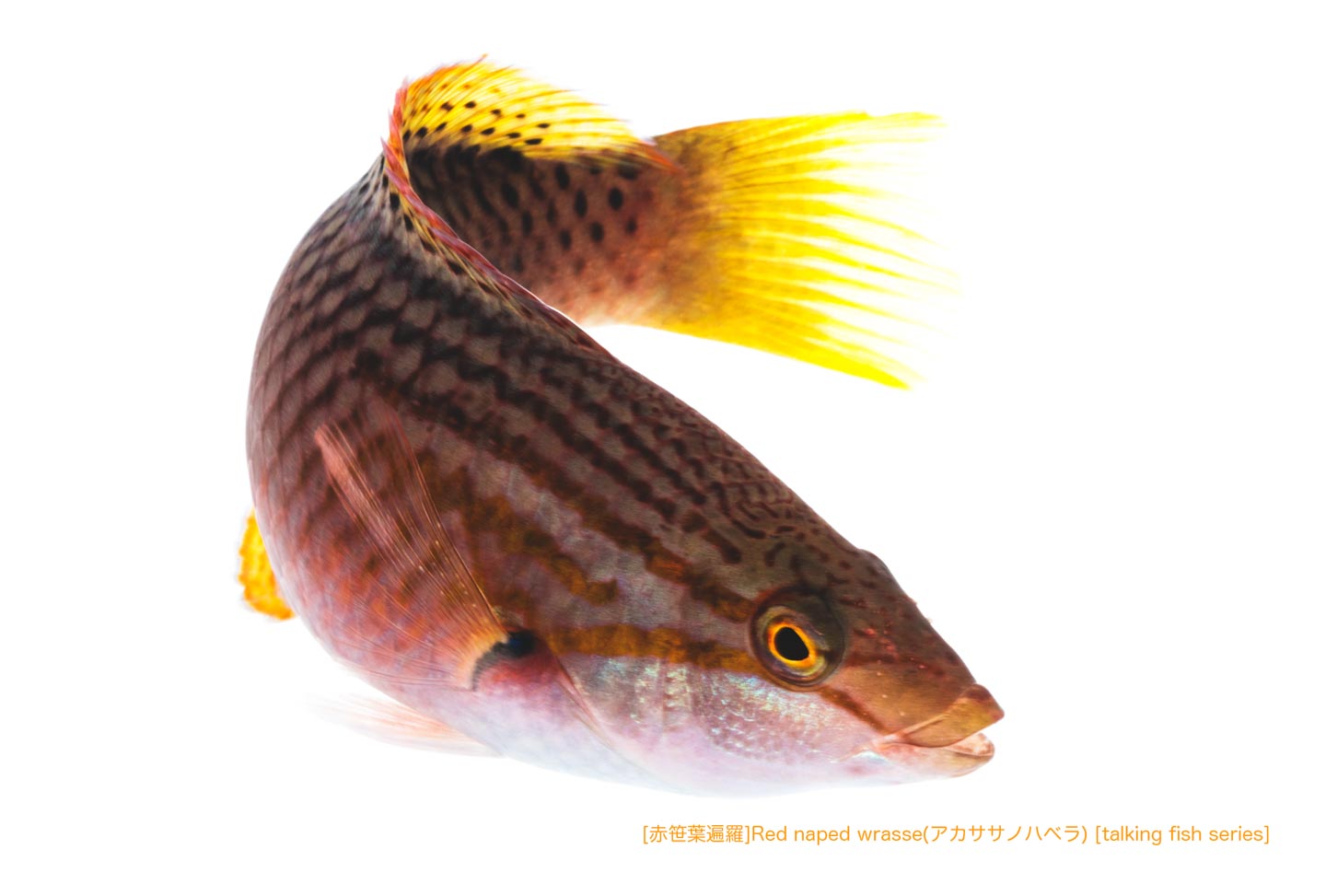 アカササノハベラ20 P