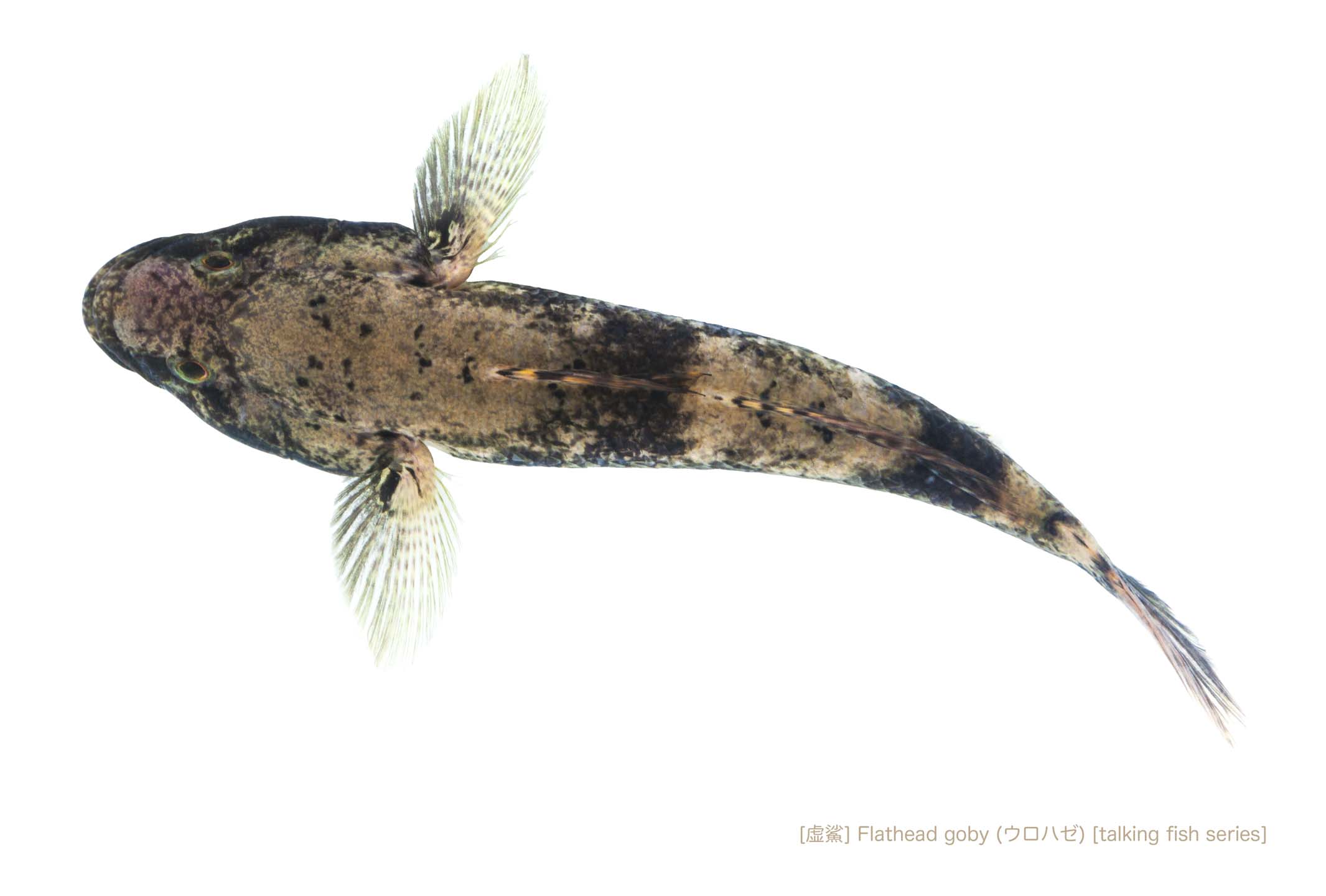 urohazeB84 P