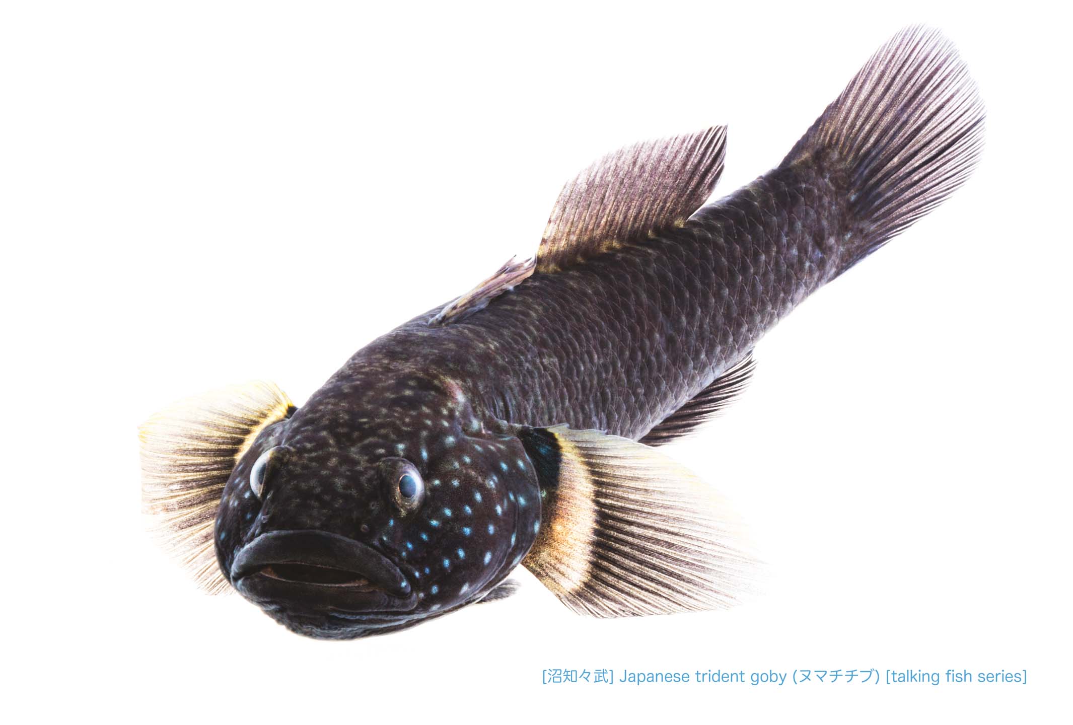 ヌマチチブA24 P