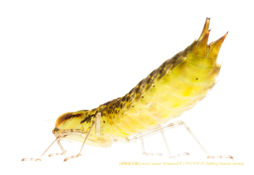 ギンヤンマヤゴA37 P.jpg