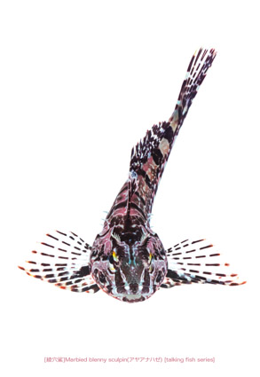 ayaanahazeA03 P.jpg