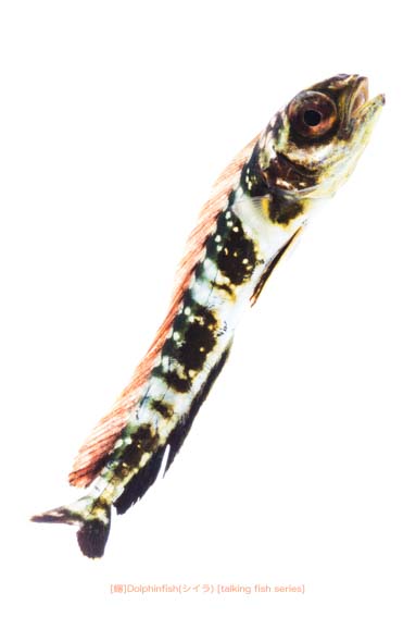 シイラ20 P.jpg