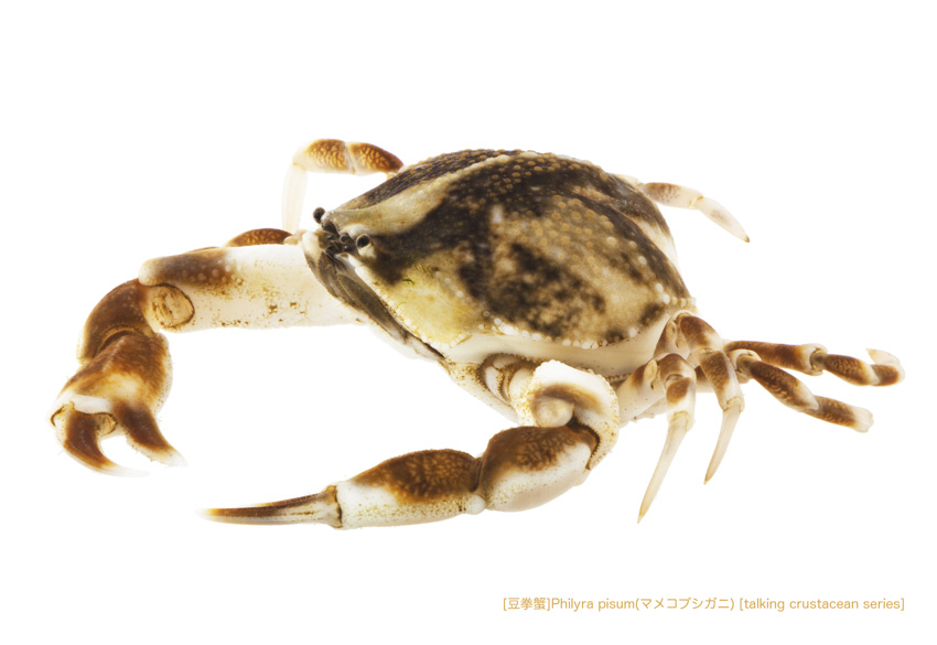 513 豆拳蟹 Philyra Pisum マメコブシガニ Walkphoto