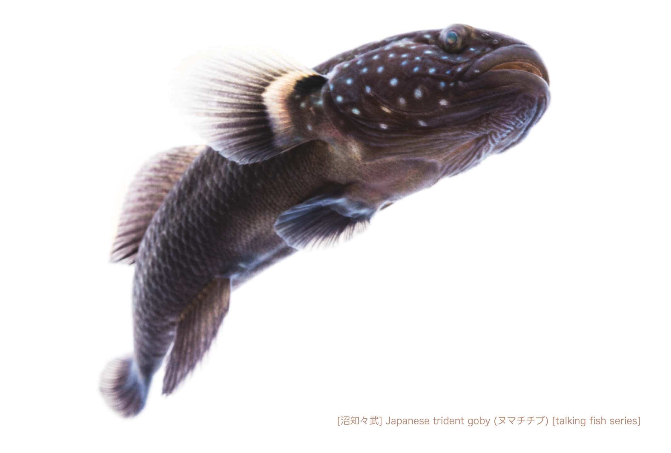ヌマチチブA13 P