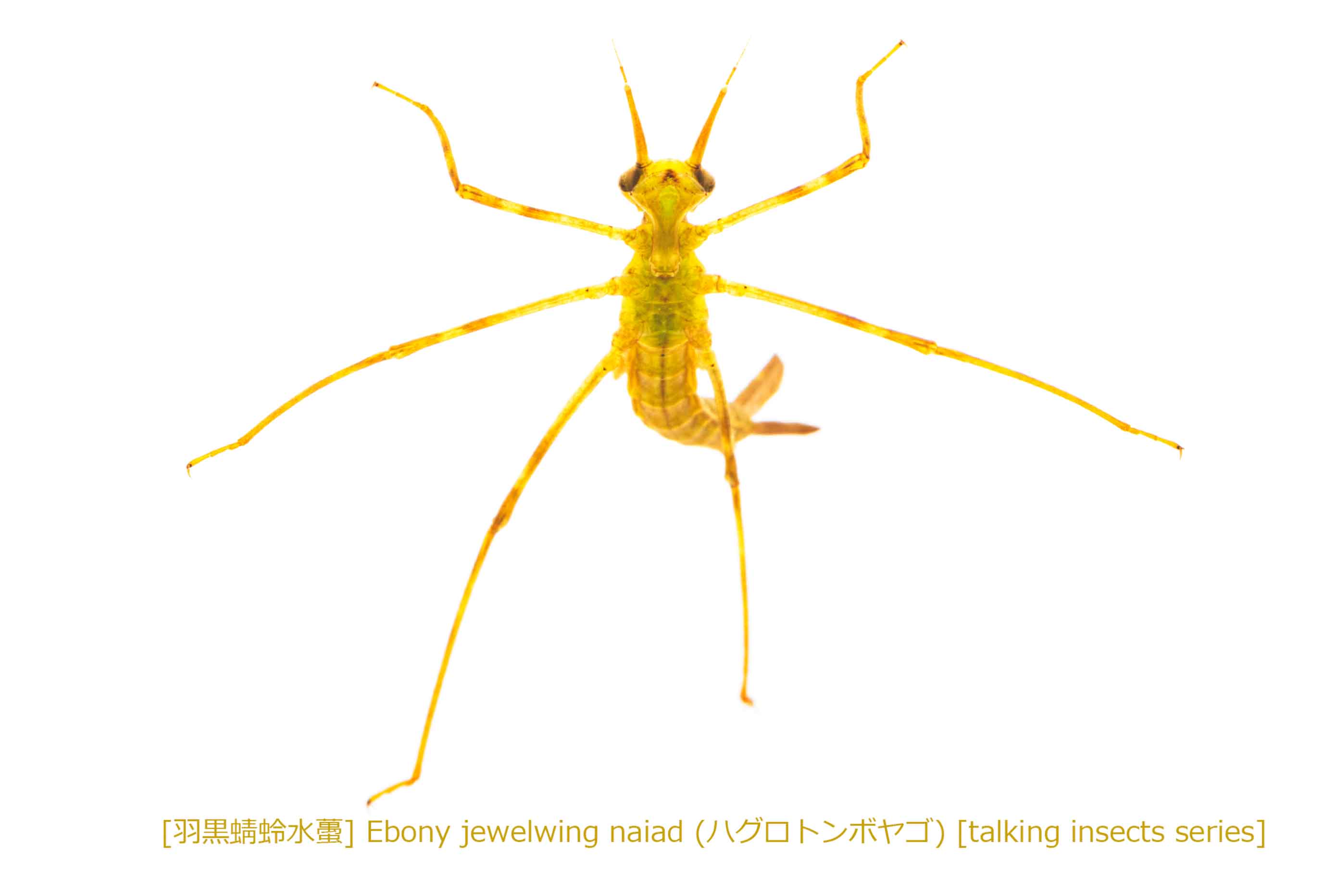 ハグロトンボヤゴ38 P