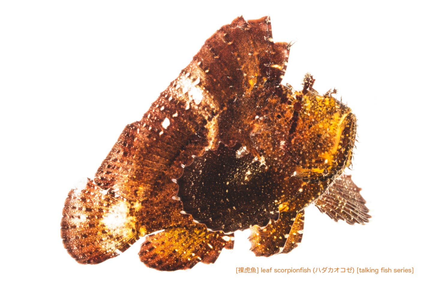 ハダカハオコゼ11 P