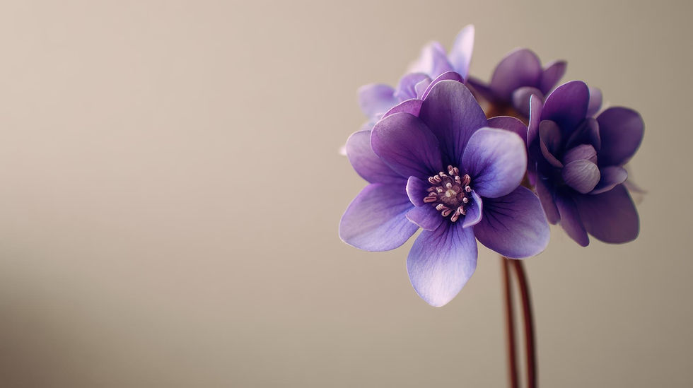 Close up purple flowers