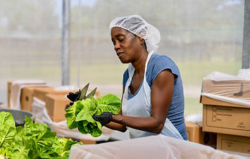 Organic Farms in South Florida