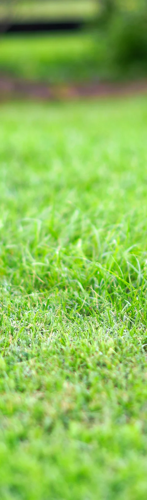 Profesional Florida Lawn Maintenance North Floria Profesional Florida Lawn Maintenance North Floria