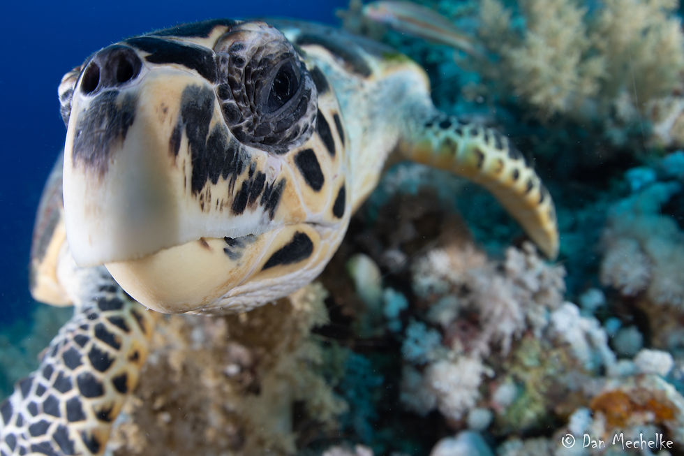 Thumbnail: Close-up of a sea turtle underwater with coral reef in the background