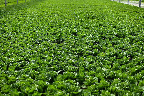 THF The Farm Banner Image - 1 (1).jpeg