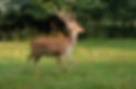 Deer on a background of wild nature. .jp