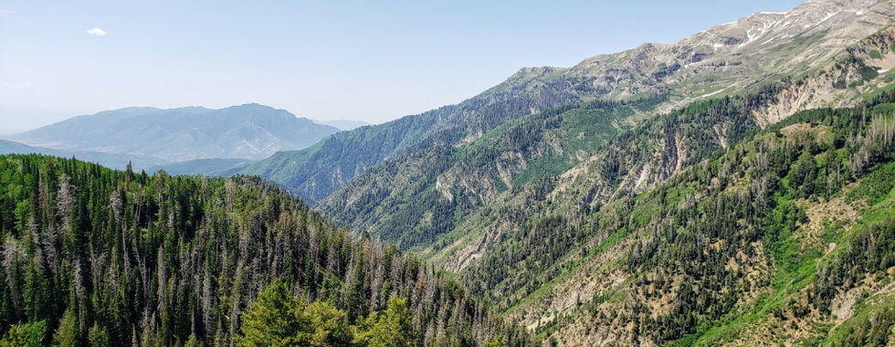 A forested canyon view
