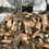 Thumbnail: Boiler Wood   (Truck Load)
