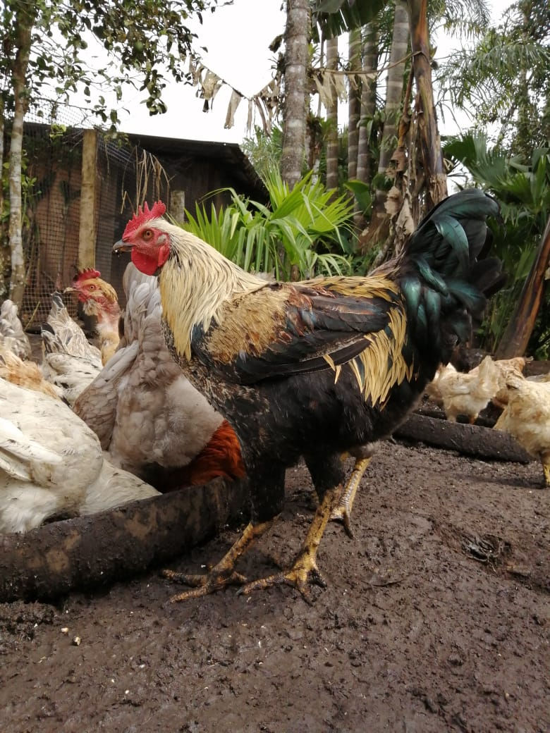 Miniatura: Pollo Criollo 100% Jatun Kasta 