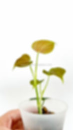 Thumbnail: Philodendron lupinum