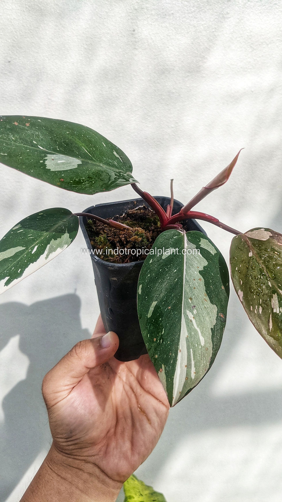 Thumbnail: Philodendron 'Anderson'