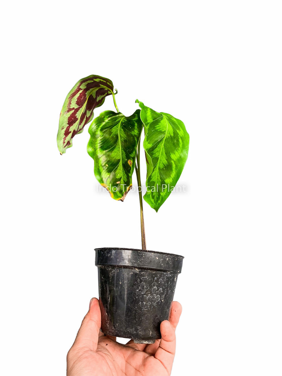 Thumbnail: Calathea merak