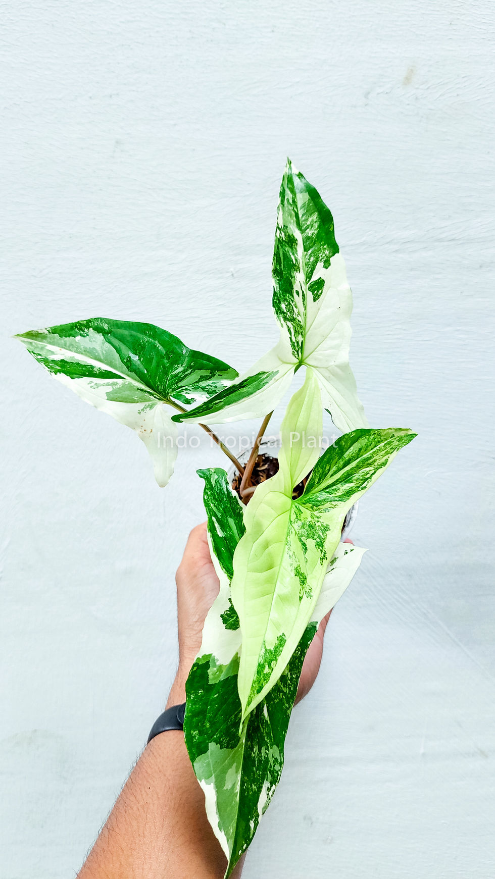 Thumbnail: Syngonium 'White Variegated / Variegata | Arrowhead'