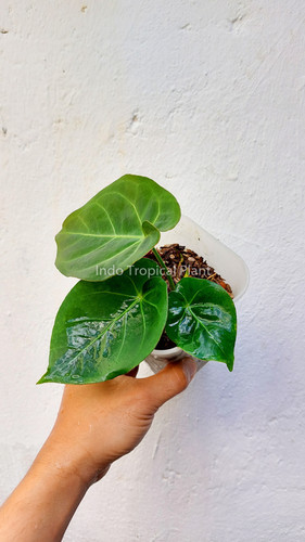 Anthurium hoffmannii Indo type | Indo Tropical Plant