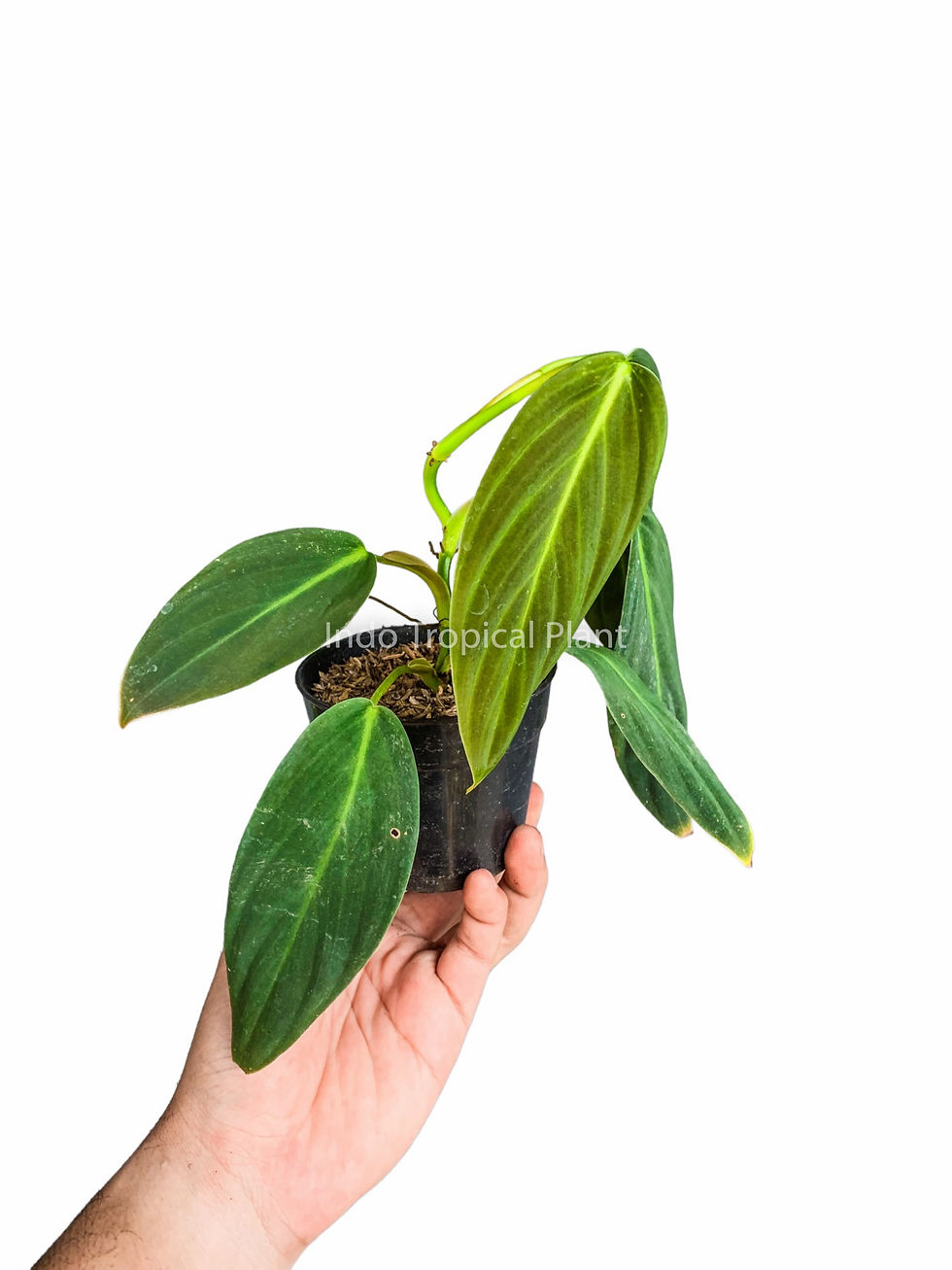 Thumbnail: Philodendron gigas