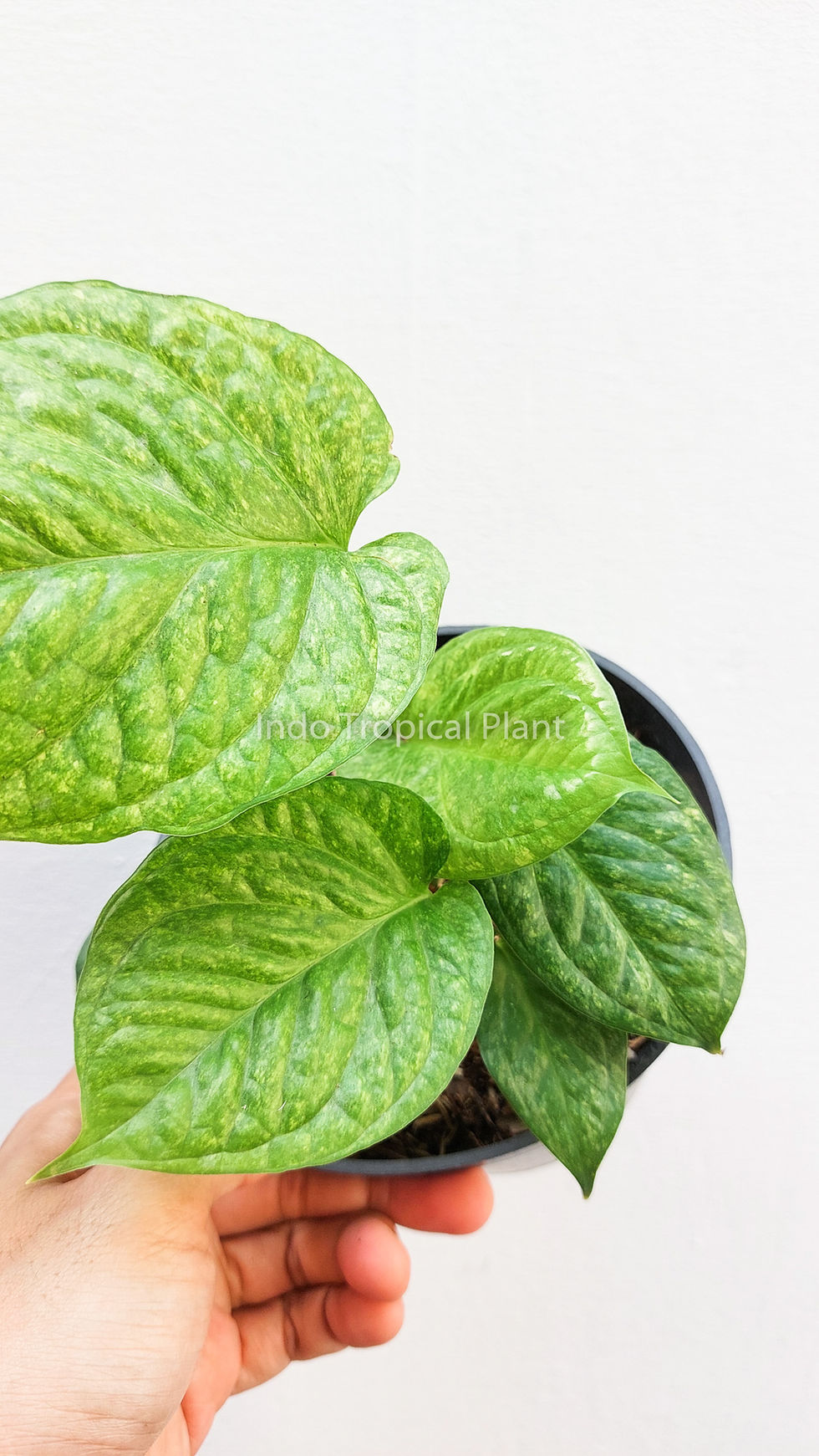 Thumbnail: Amydrium Medium Galaxy Variegated