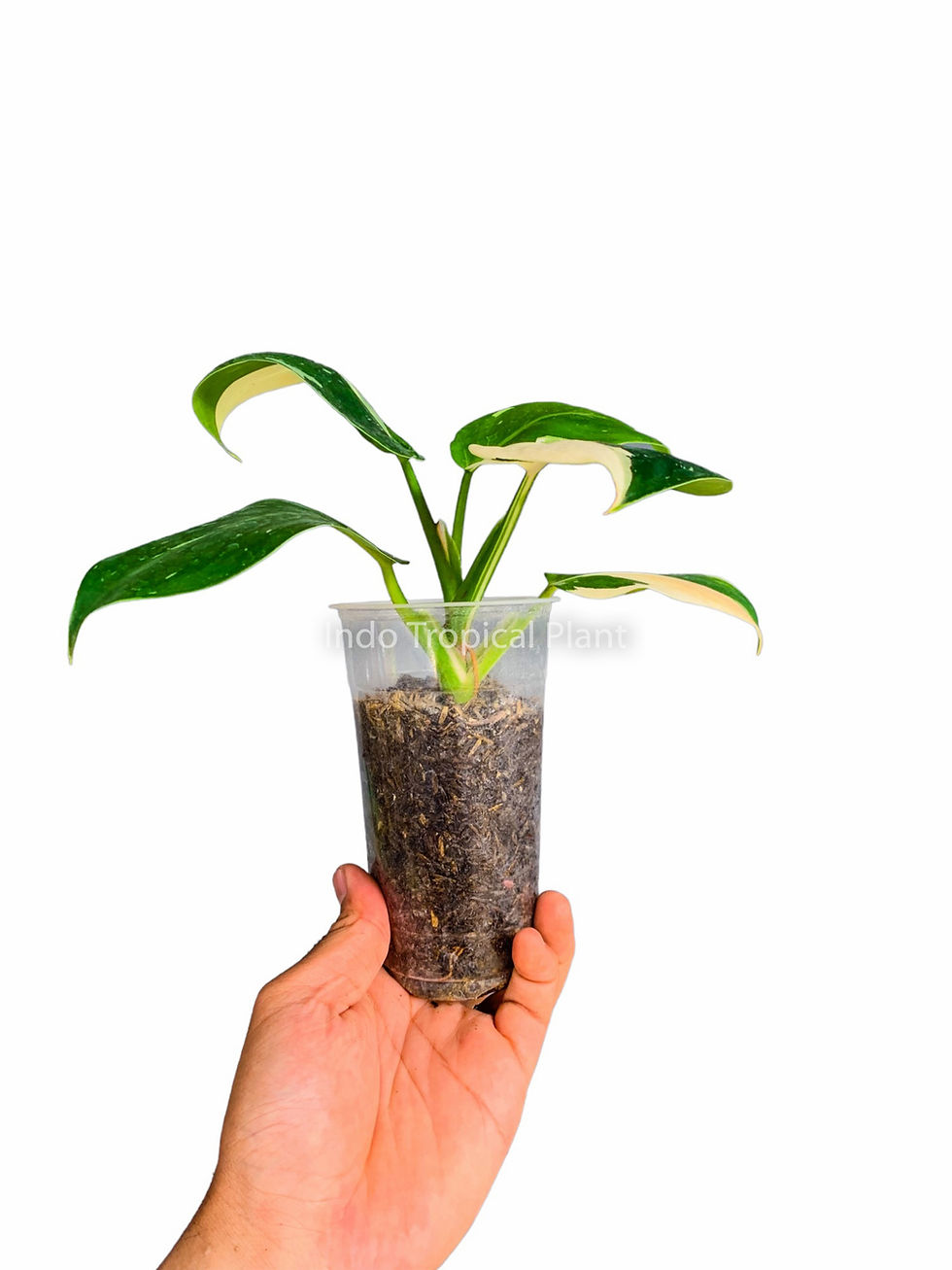 Thumbnail: Philodendron White Wizard
