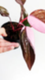 Thumbnail: Philodendron Pink Princess