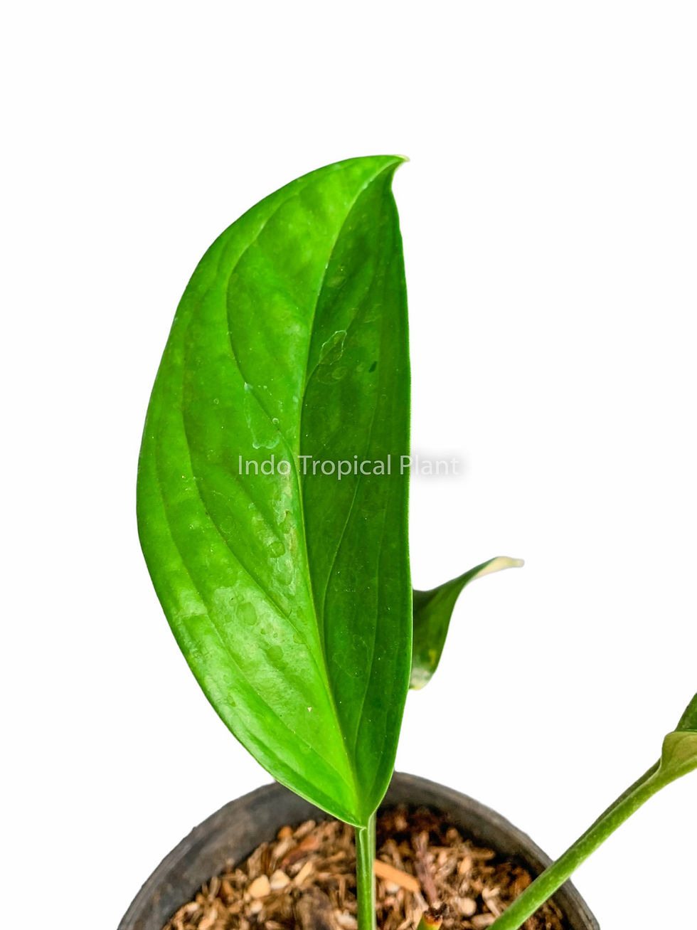 Thumbnail: Monstera pinnatipartita