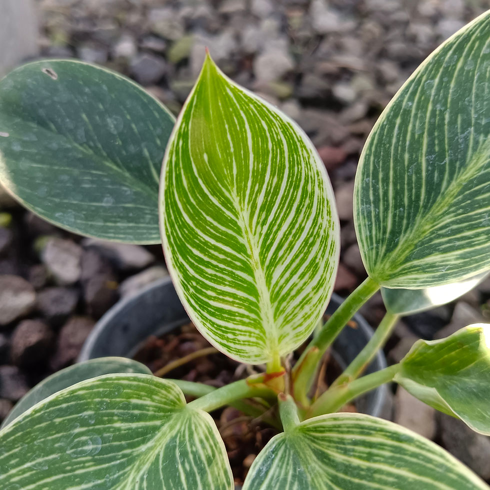 close up shot of philodendron birkin leaf