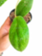 Thumbnail: Hoya incrassata