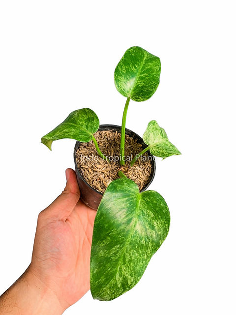 Philodendron giganteum 'Variegated Marble' | Indo Tropical Plant