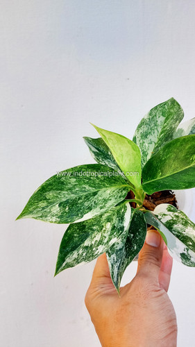 Aglaonema 'Jade Siam' | Indo Tropical Plant