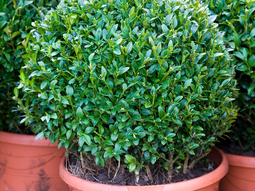 Care Guide | Box Plant/ Buxus spp