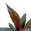Thumbnail: Cordyline fruticosa/ Ti Plant / Cordyline
