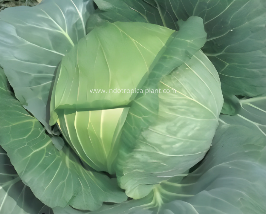 Known You Seed - Cabbage Summer Autumn