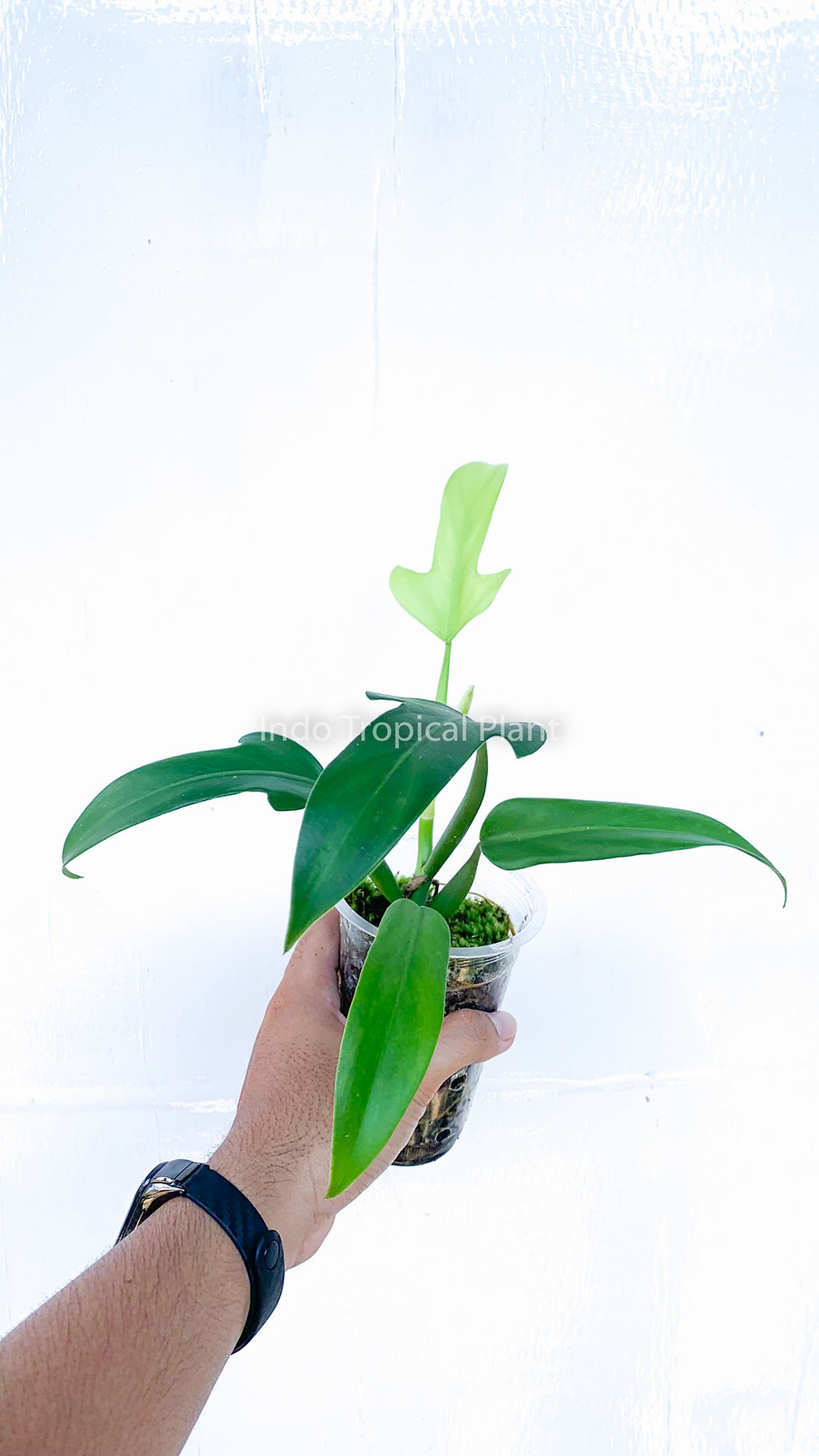 Thumbnail: Philodendron panduriforme