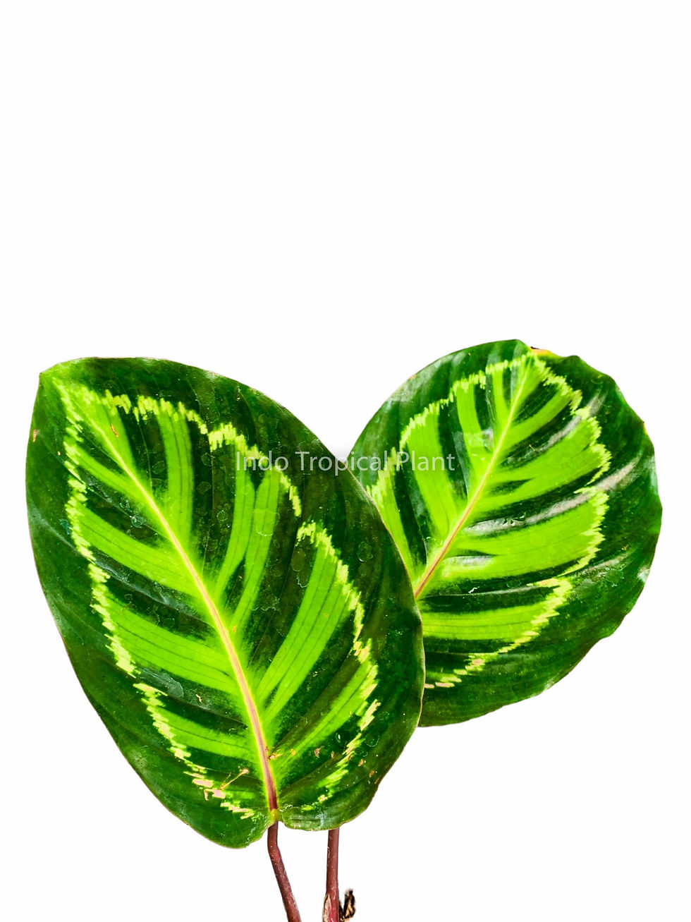 Thumbnail: Calathea linden