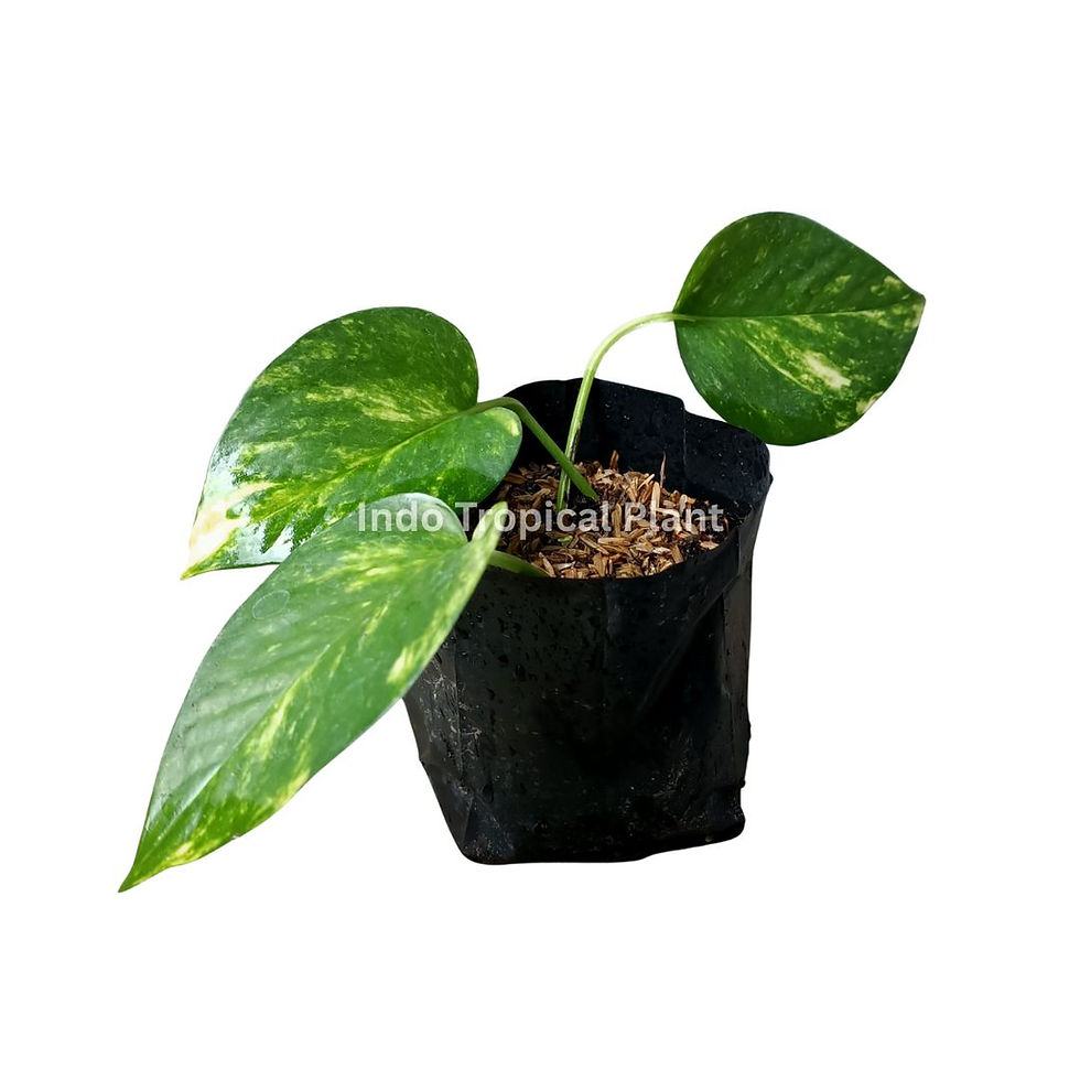 Thumbnail: Golden Pothos / Epipremnum aureum