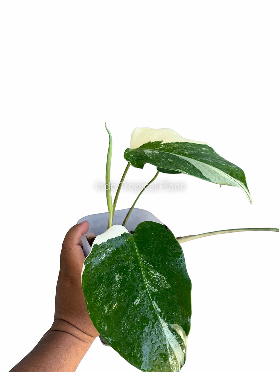 Thumbnail: Monstera borsigiana "White Albo Variegated"