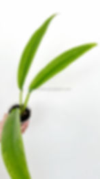 Thumbnail: Rhaphidophora angustata