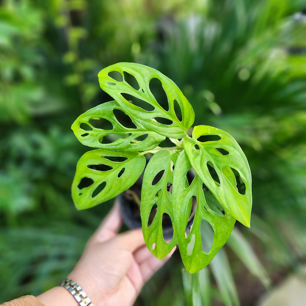 a hand holding monstera adansonii green
