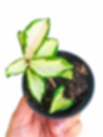 Thumbnail: Hoya carnosa tricolor