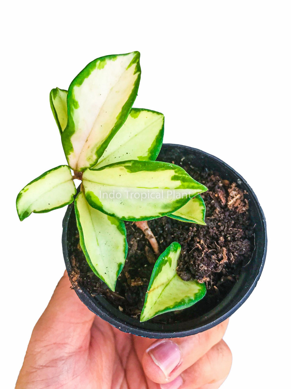 Thumbnail: Hoya carnosa tricolor